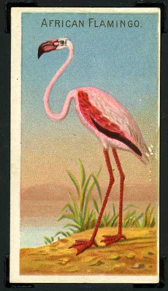 1 African Flamingo